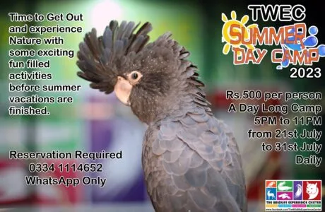 Summer Day Camp 2023