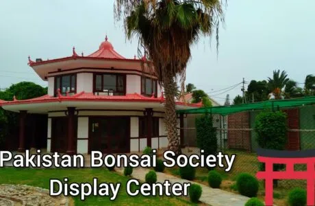 Pakistan Bonsai Societys Monthly Workshop On Bonsai