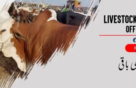 ππππ
π πππππ₯π ππ‘π¨π°Β