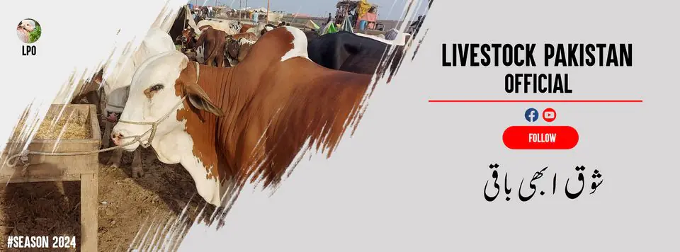 𝐃𝐀𝐋𝐅𝐀 𝐂𝐚𝐭𝐭𝐥𝐞 𝐒𝐡𝐨𝐰 